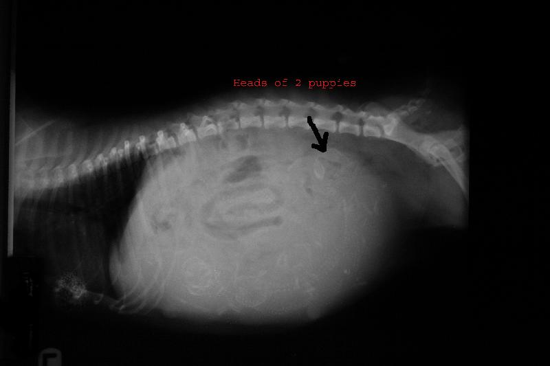 Canine pregnancy radiograph